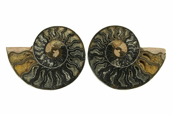 Cut & Polished Ammonite Fossil - Unusual Black Color #296282